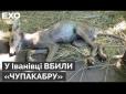 Хіти тижня. На Полтавщині стверджують, що вбили чупакабру (відео)