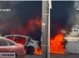 У Запоріжжі поранений пес не відходив від тіла загиблої господині - нові подробиці обстрілу