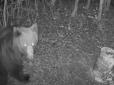 Блукав у пошуках їжі: На Буковині у фотопастку лісівників потрапив ведмідь, який через теплу погоду не впав у сплячку (відео)