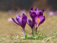 Де побачити крокуси в горах: ТОП-5 локацій на Прикарпатті навесні