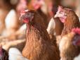 Норвегія першою в світі відмовляється від курей бройлерів: У чому причина