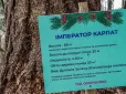 З кожним роком ще додає сантиметри: Де в Україні росте найвище дерево Східної Європи (фотофакти)