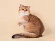 Є причина! Чому коти займають місце господаря